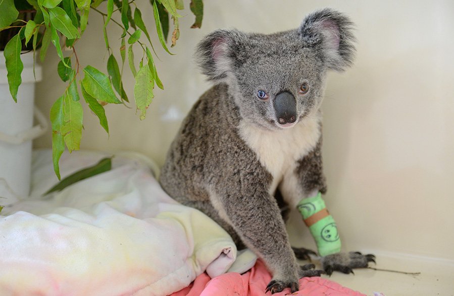 Bowie koala