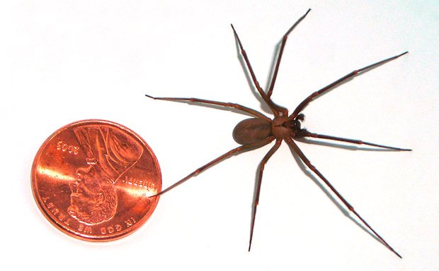 syg Symphony Pump Australian spiders: the 10 most dangerous - Australian Geographic