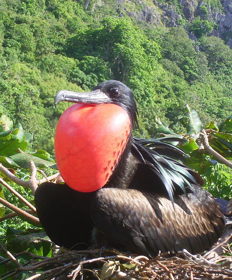 frigate bird