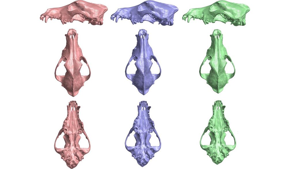 Skull comparison dingoes evolution breeding
