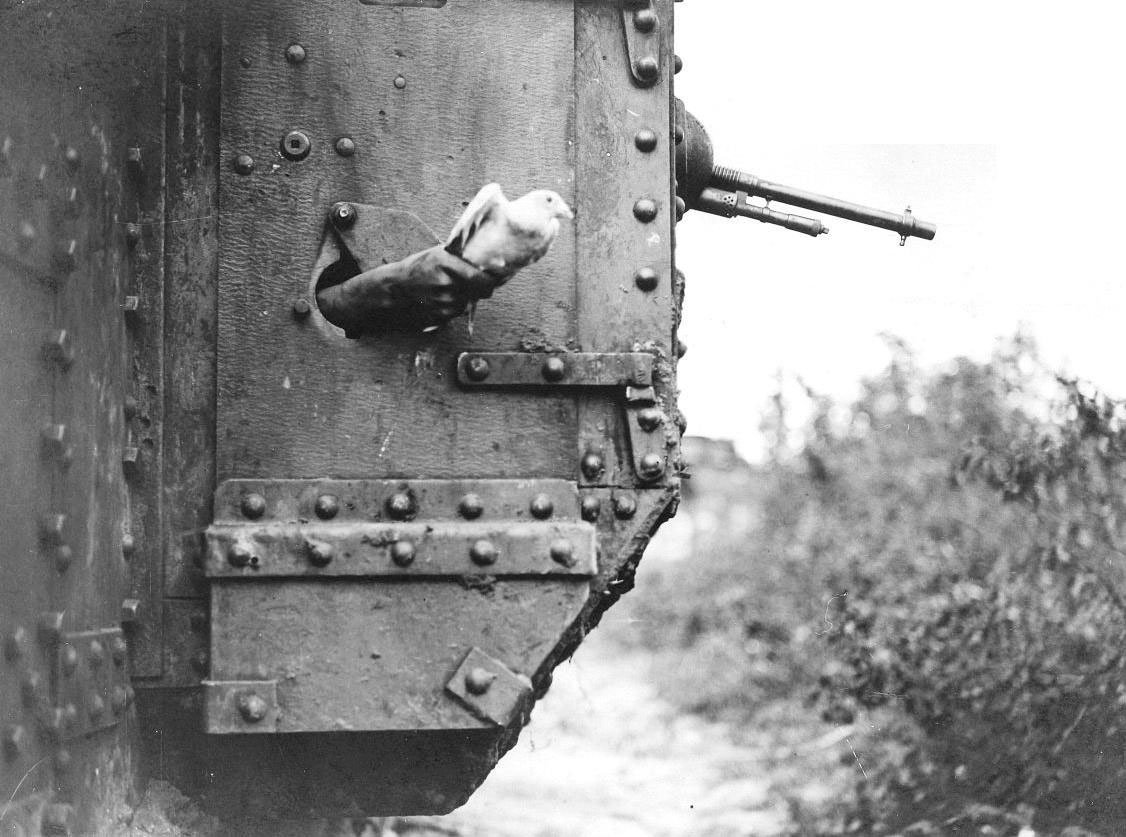 world war one carrier pigeon