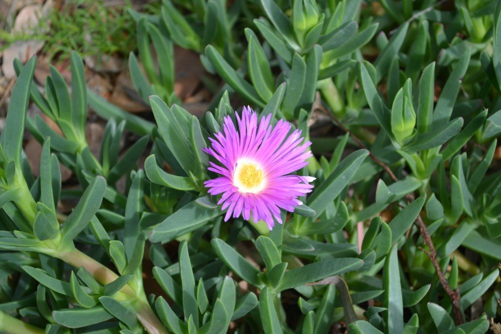 coastal pigface