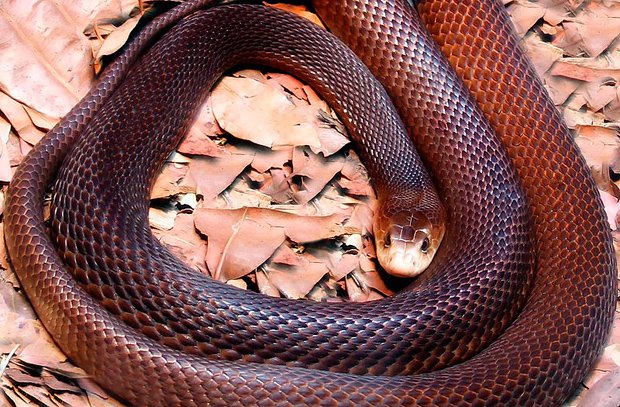As cobras mais mortíferas da Austrália taipan costeiro's deadliest snakes coastal taipan