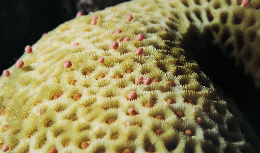 Coral spawning