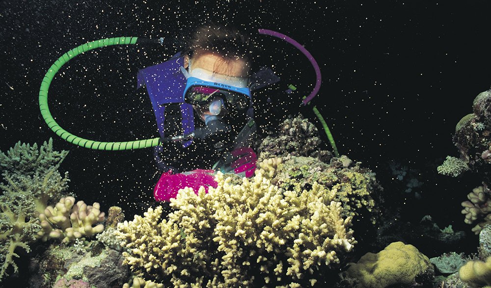 coral spawning great barrier reef