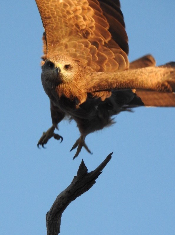 Black kite