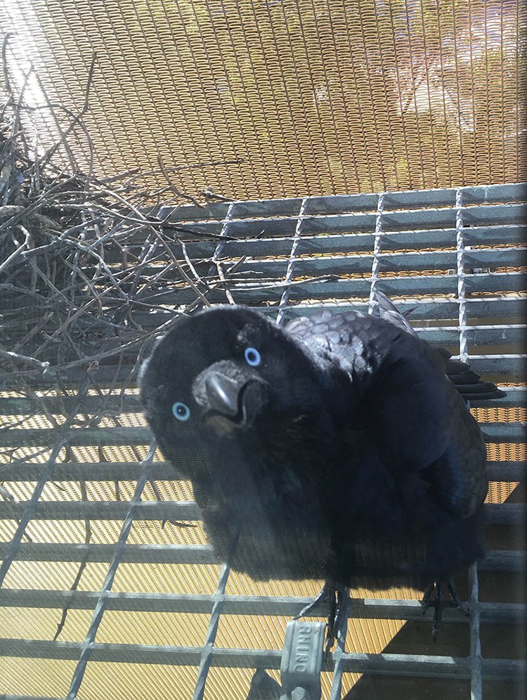 a crow and its urban nest
