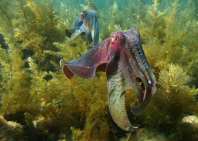Giant Australian Cuttlefish