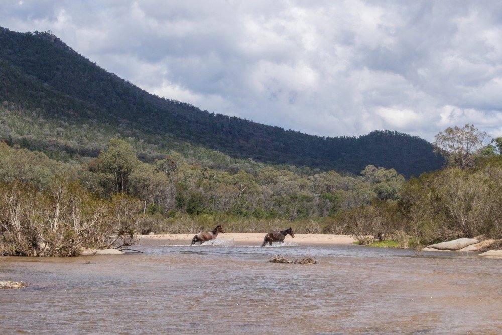 snowy river paddling adventure