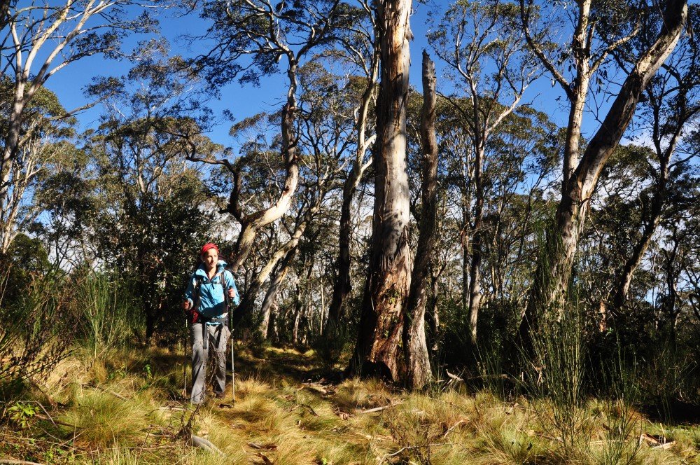 barrington tops nsw