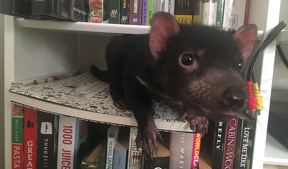 Baby Tasmanian Devil