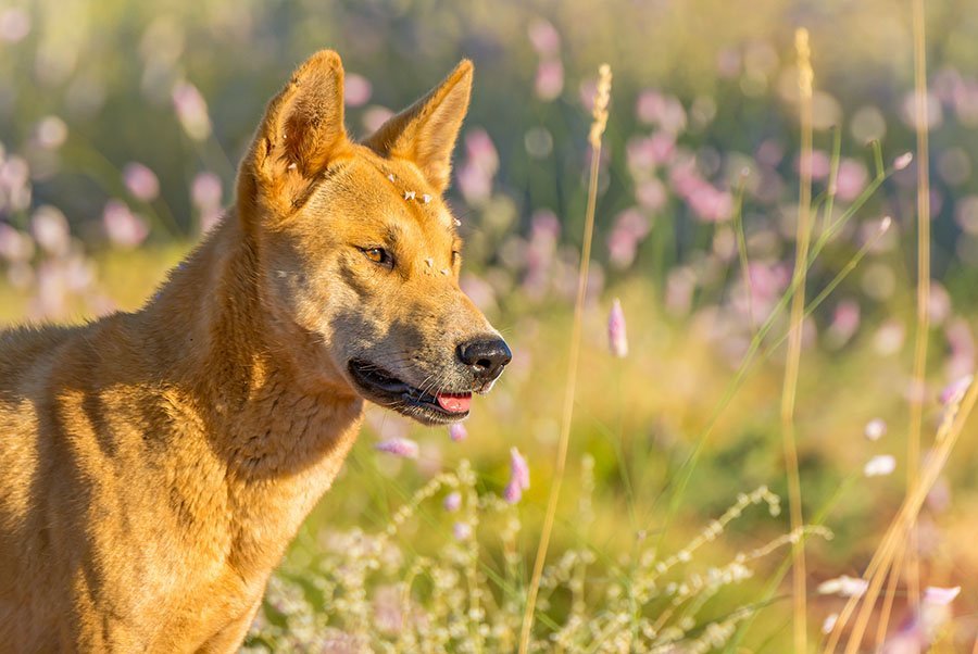 Photographing the dingoes of the Great Sandy Desert - Australian Geographic