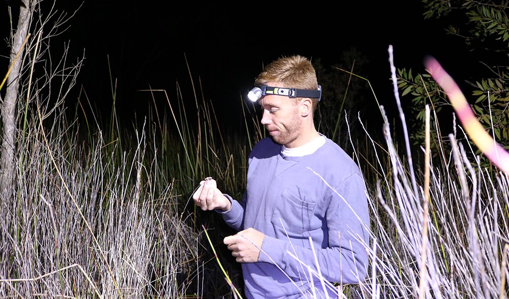 new frog species newcastle