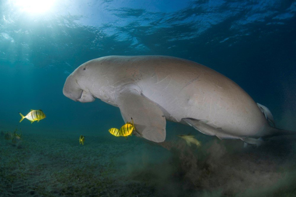 dugong