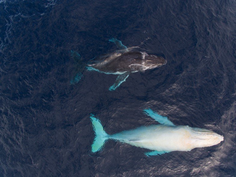 white whale