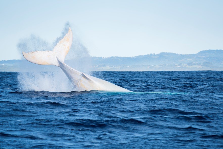 white whale