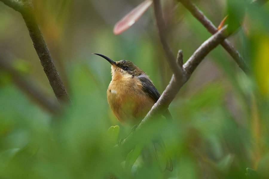 Australian National University birds