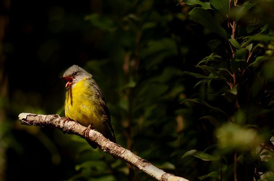 Australian National University birds