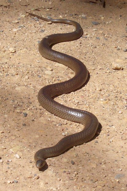 Serpents les plus mortels d'Australie le serpent brun de l'Est's deadliest snakes eastern brown