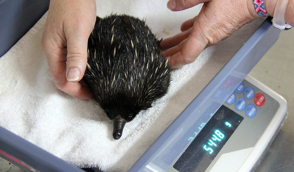 Puggle echidna Taronga Zoo