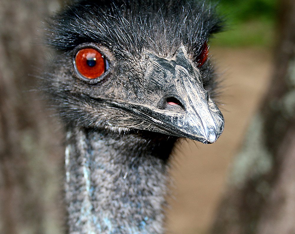 emu