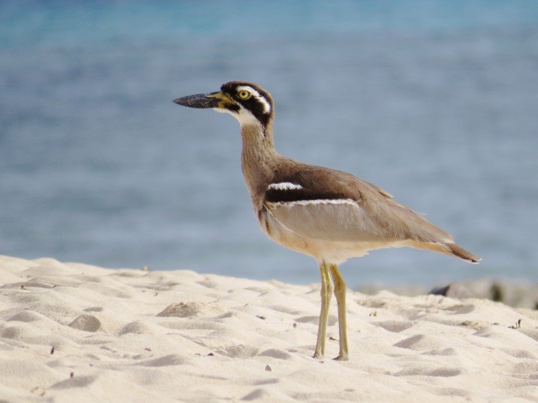 beach stone curlew