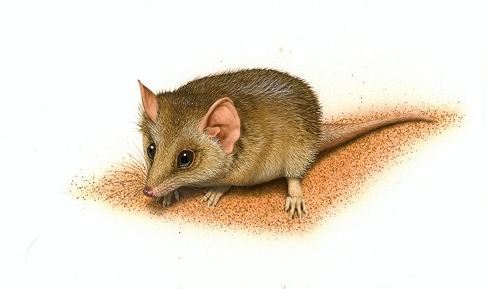 Fat-tailed antechinus