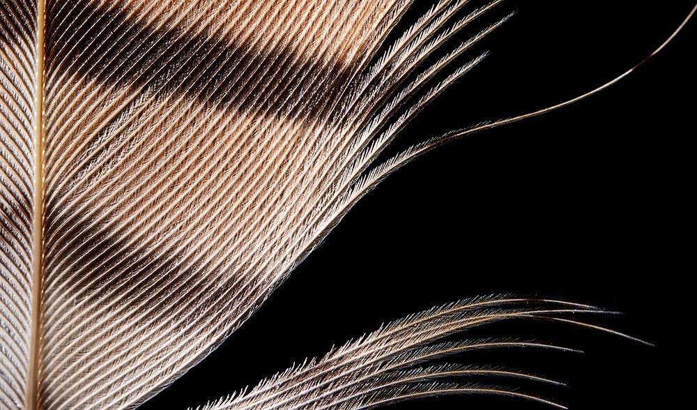 duck feather