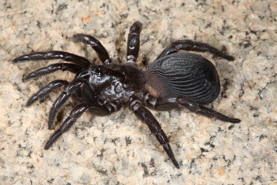 Fourteen New Trapdoor Spider Species Described In Wa Australian