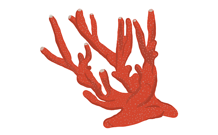 Great Barrier Reef finger coral