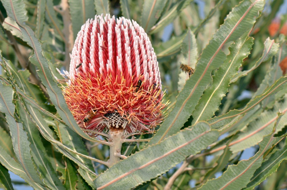 banksia