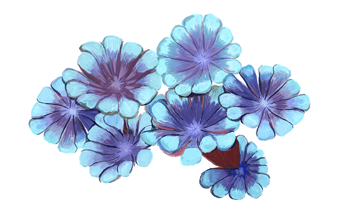 Great Barrier Reef flowerpot coral