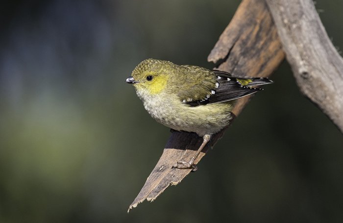 Forty-spotted Pardalote