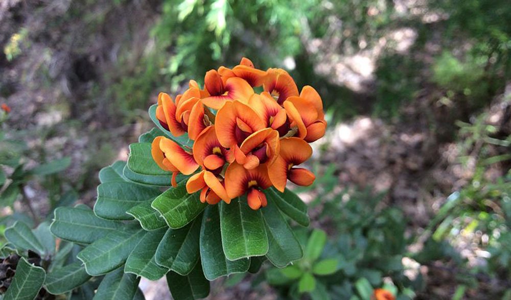 1080 poison australia