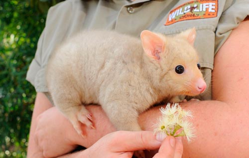 What Gives Golden Possums Their Colour Australian Geographic