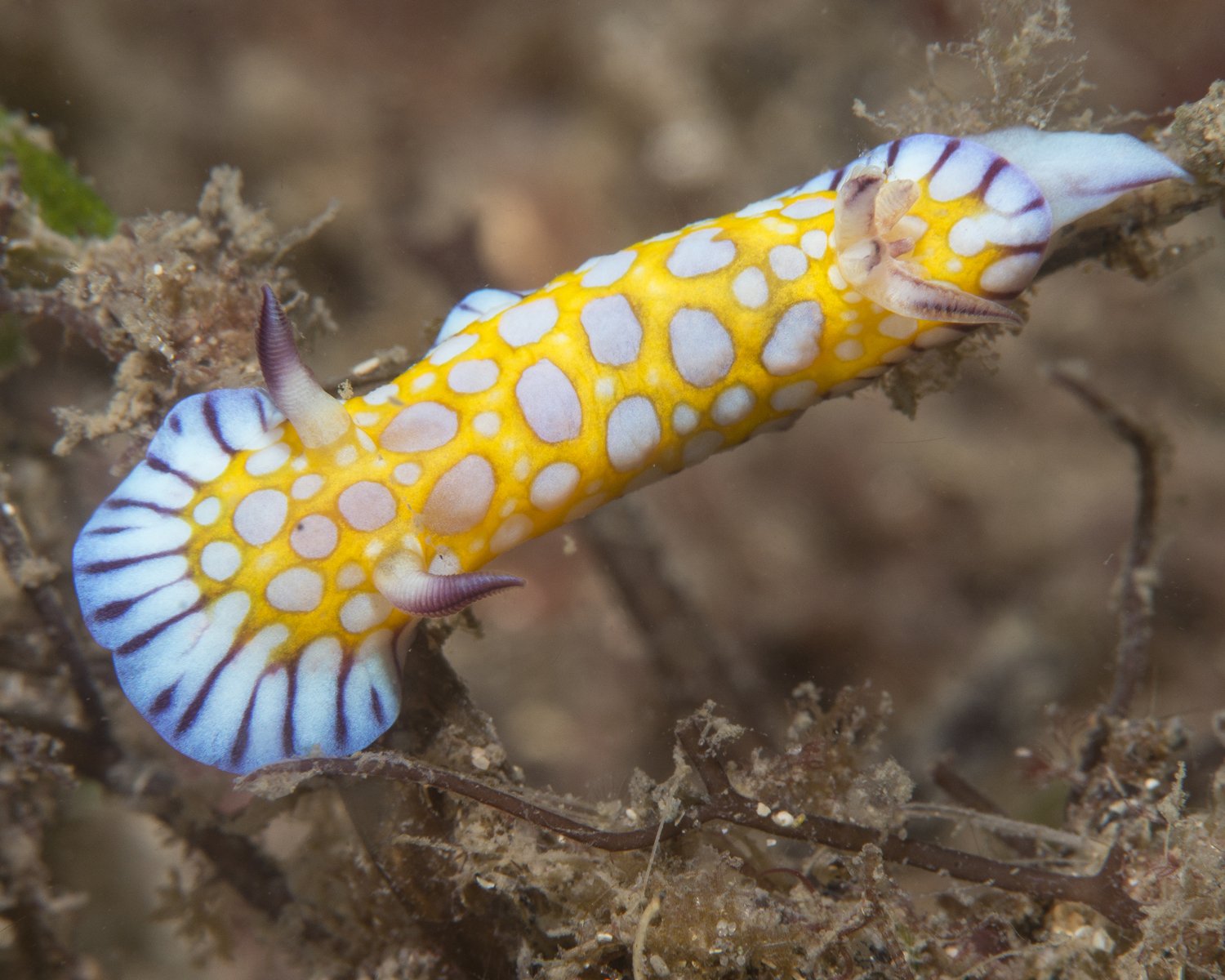 nudibranch