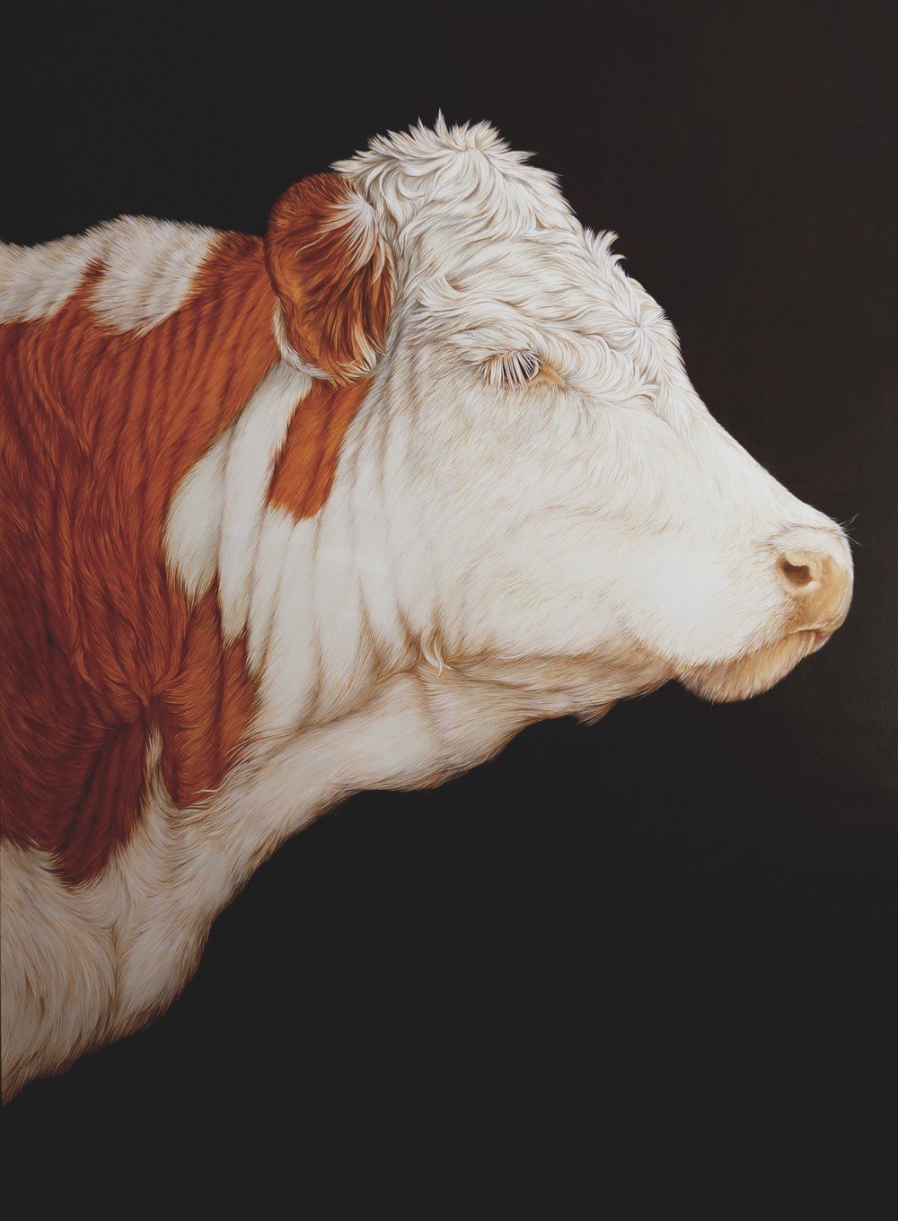 Hereford steer janet luxton