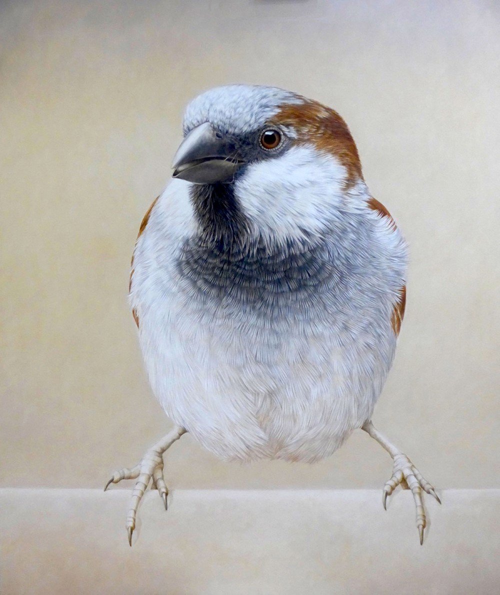 house sparrow janet luxton