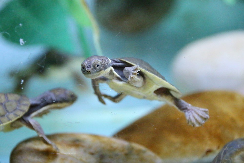 bellinger river snapping turtle hatchlings