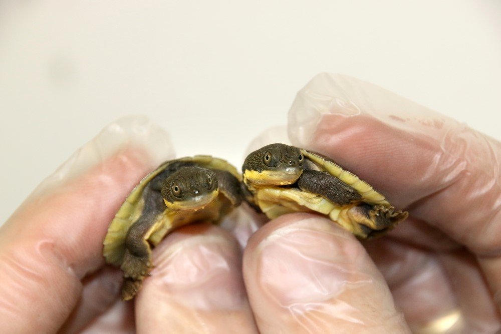 bellinger river snapping turtle hatchlings