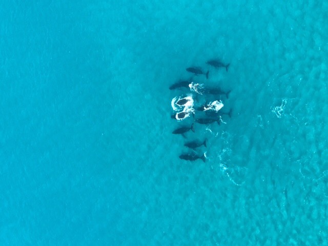 whale pod