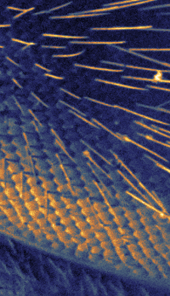 honey bee new microscope technology