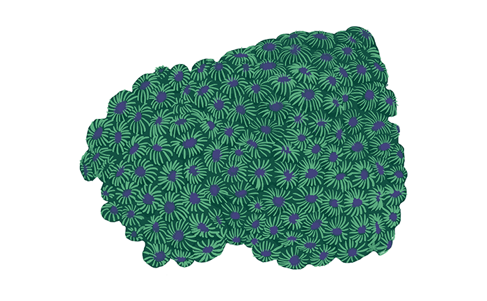 Great Barrier Reef honeycomb coral
