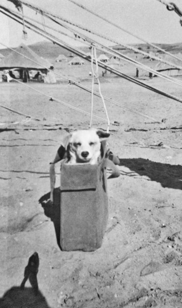 horrie war dog