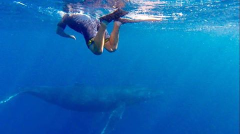 humpback whales swimming