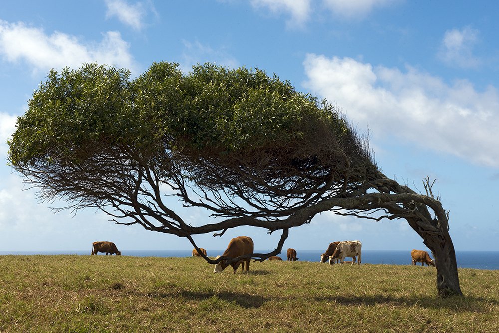 norfolk island