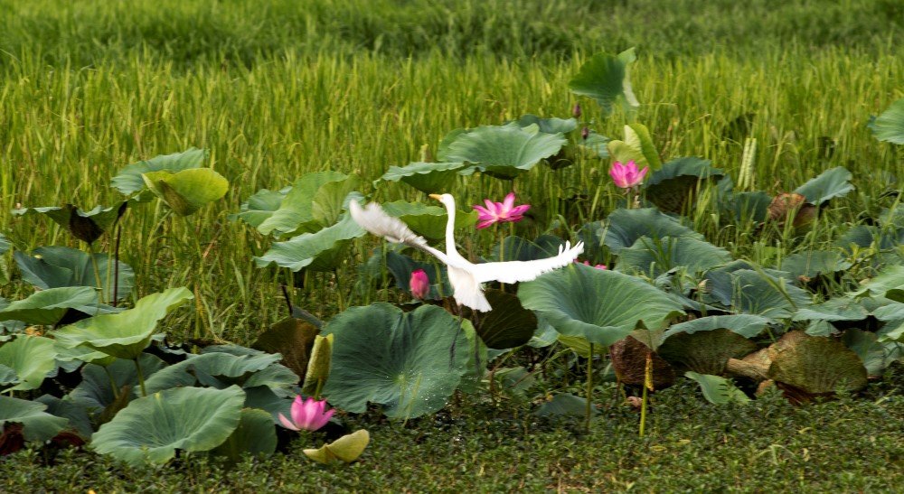 kakadu birdwatching
