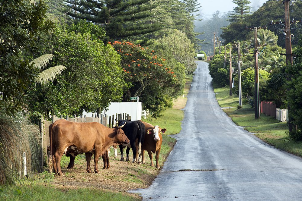 norfolk island