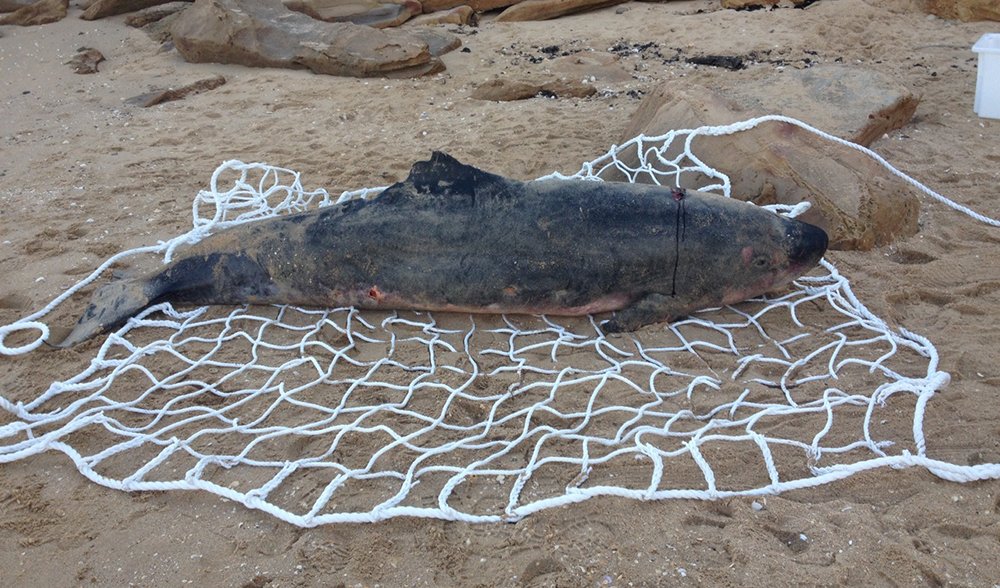 Rare Whale Washes Ashore In Victoria Australian Geographic