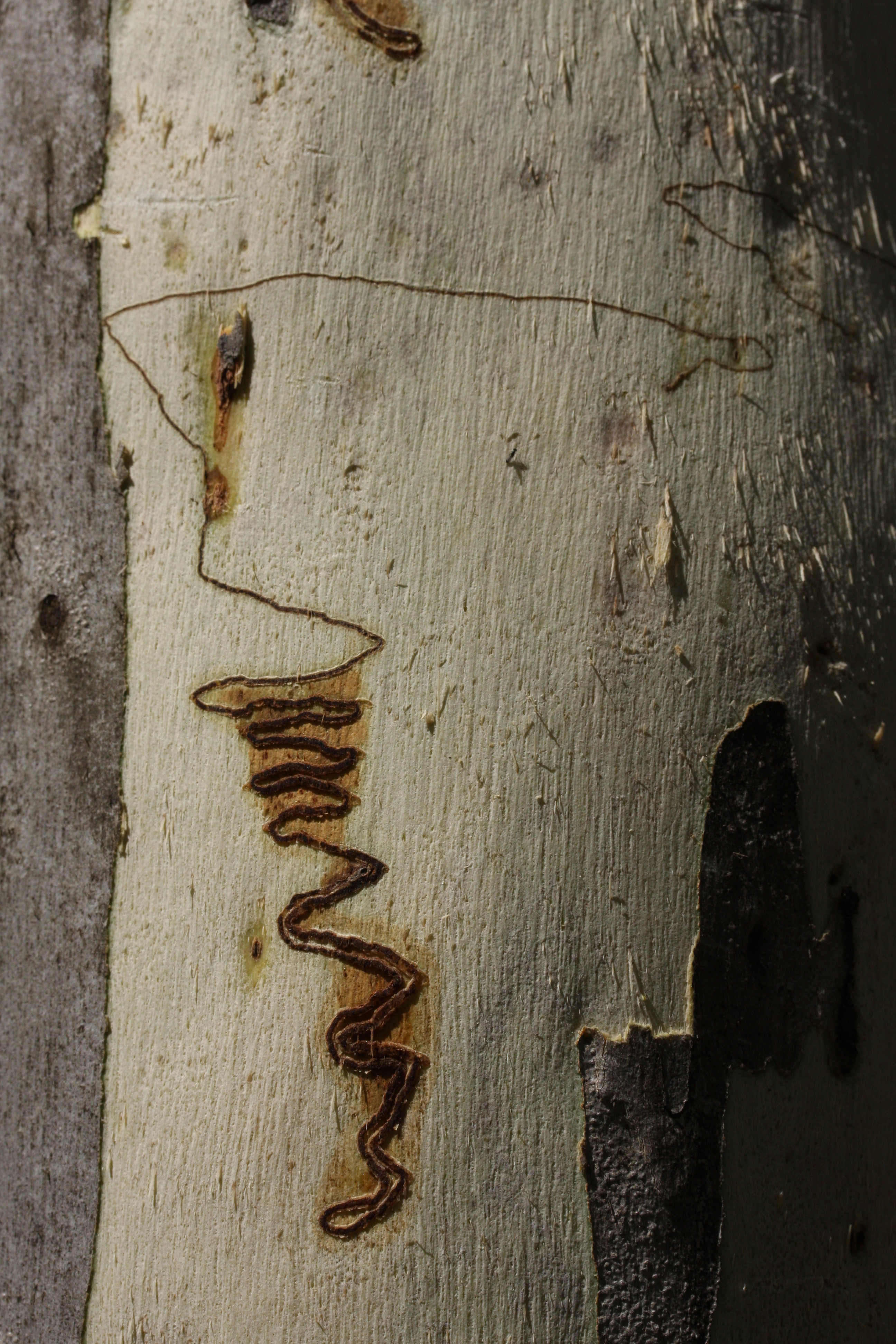 scribbly gum moth